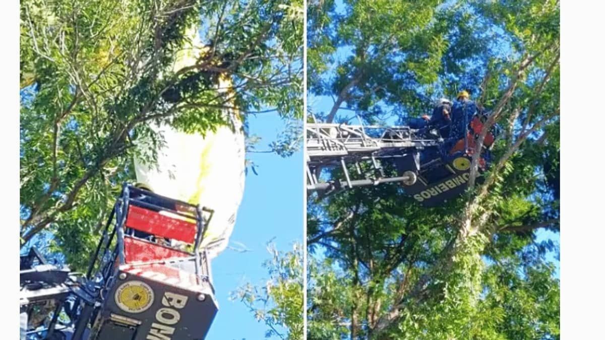 Piloto de parapente fica preso em árvore com fio de alta tensão 