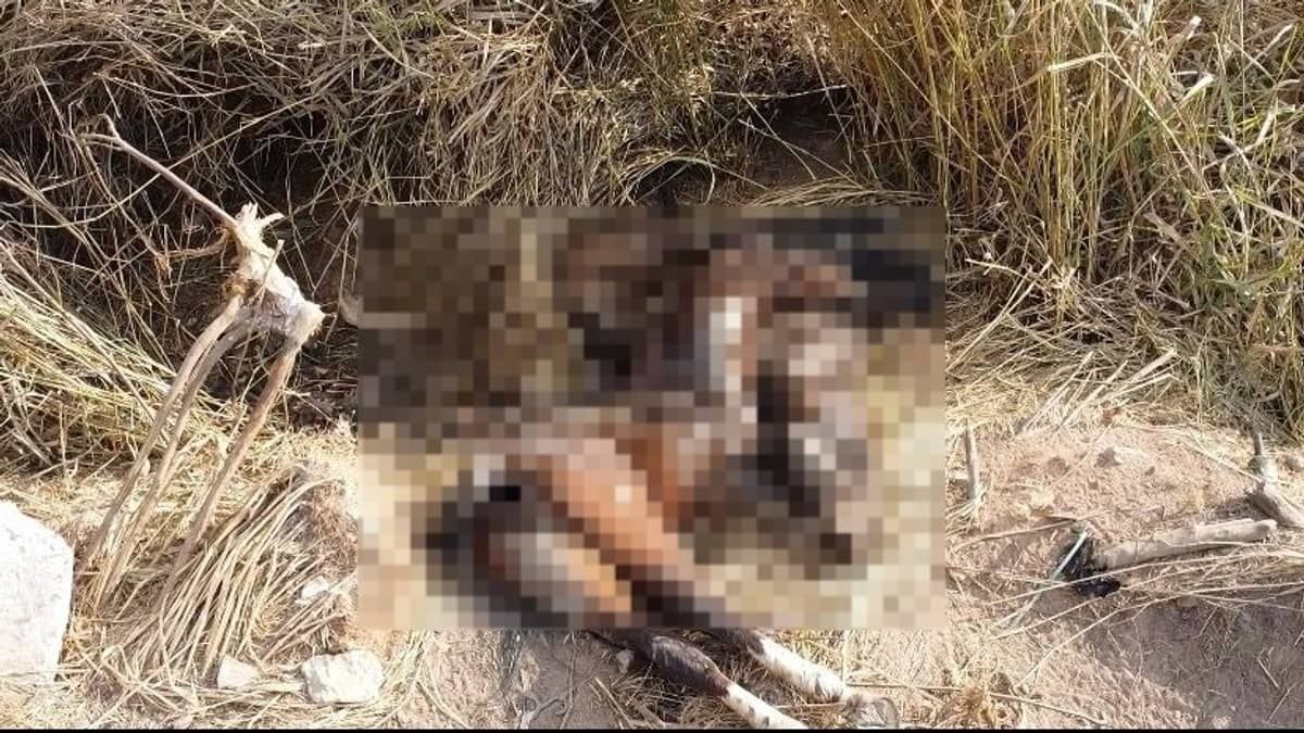 Animais atropelados na BR-040 têm corpos abandonados pela concessionária em matagal