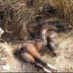 Animais atropelados na BR-040 têm corpos abandonados pela concessionária em matagal