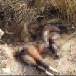 Animais atropelados na BR-040 têm corpos abandonados pela concessionária em matagal