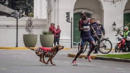 Corredor foi atacado por cachorro