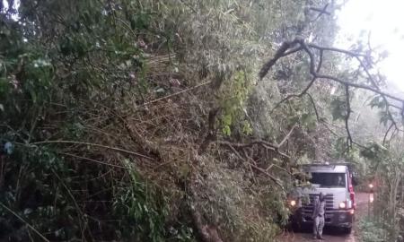 corte e recolhimento nas vias públicas é feito pela pjf foto pjf redes sociais.jpg