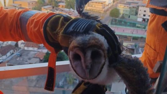 Corujas foram resgatadas no forro de um apartamento do quarto andar