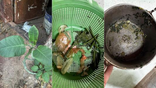 Imagens anexadas ao Boletim de Ocorrência mostram a falsa couve, o vasilha onde foi preparada e a panela