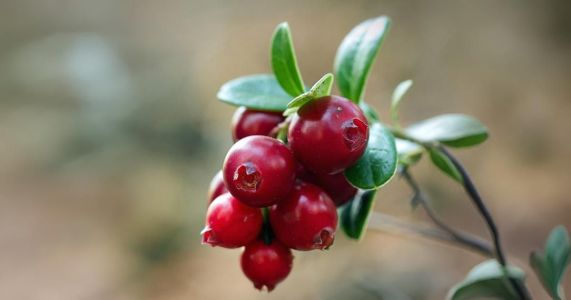 Testes laboratoriais indicaram a presença de proantocianidinas, especialmente do tipo A, substância associada à redução da aderência de bactérias como Escherichia coli&nbsp;à parede do trato urinário e cepas de&nbsp;Lactobacillus acidophilus