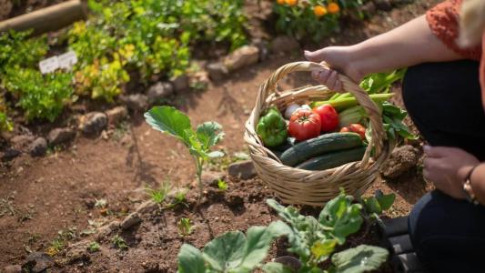 CRAS disponibilizará mudas de plantas