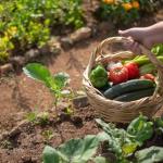 CRAS do bairro Padre Faria realiza distribuição de mudas para cultivo em domicílio