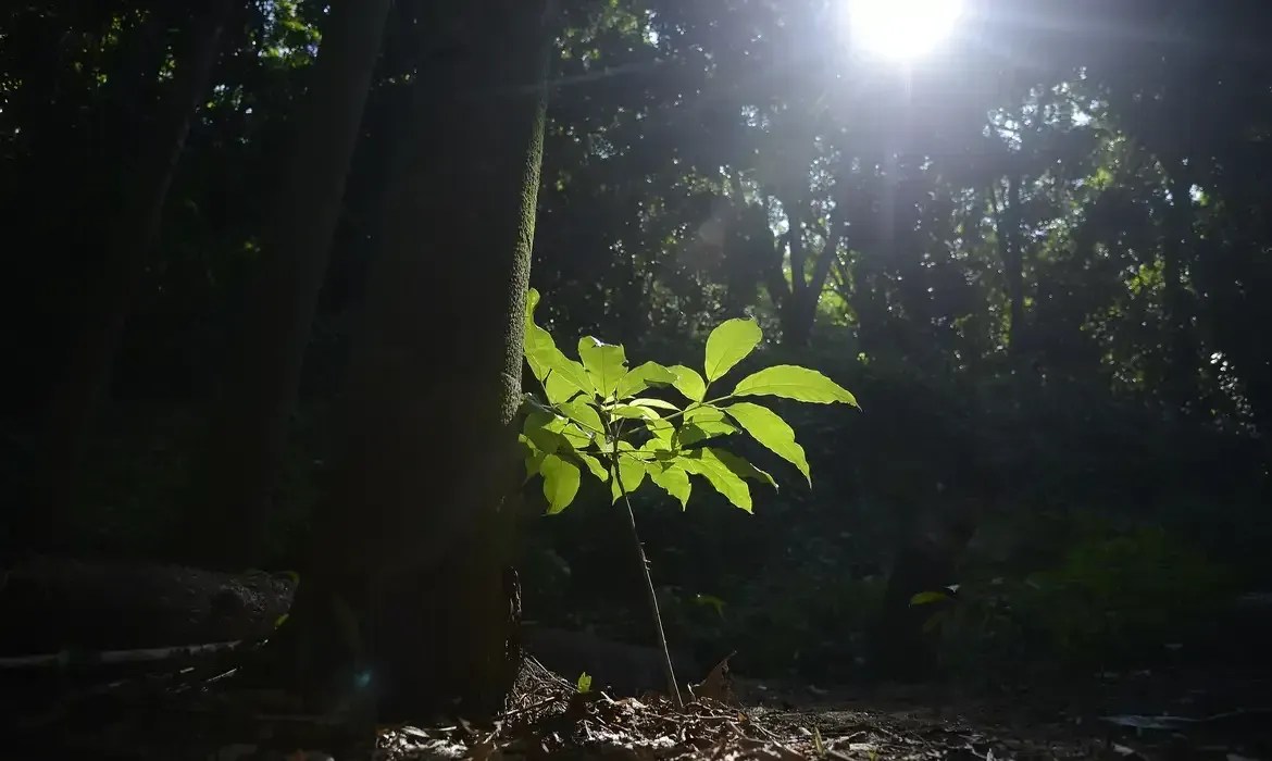 A lei do mercado de carbono e o agro