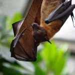 Minas investiga caso suspeito de raiva humana em Mantena