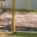 Vídeo: criança é presa em 'jaula' em creche em São Paulo; prefeito afasta funcionária 