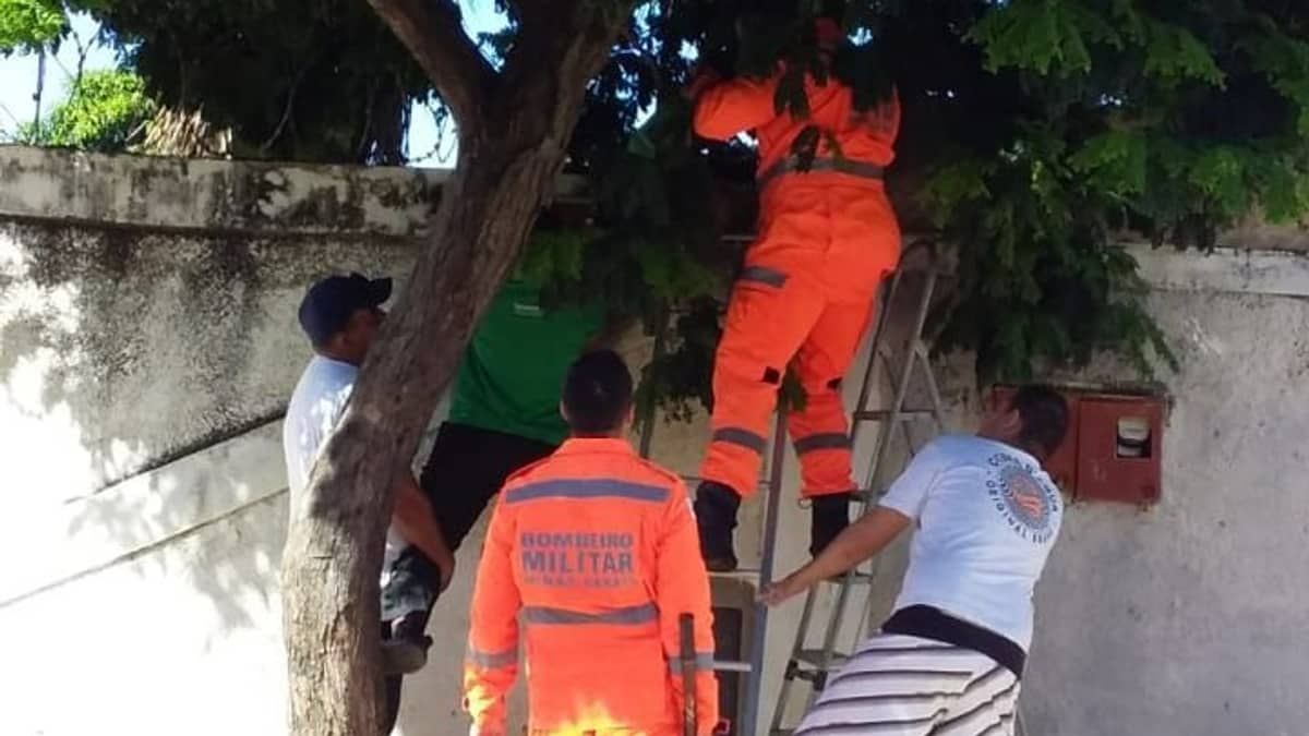 Criança fica presa em concertina ao tentar pular muro da própria casa