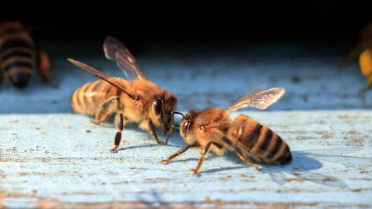 Criança foi encontrada desacordada e rodeada por abelhas