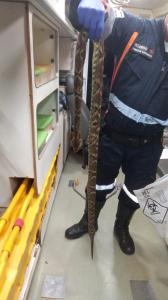 Cobra foi entregue para as autoridades para que o soro correto fosse aplicado na vítima