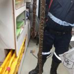 Criança é picada por cascavel na zona rural de Coração de Jesus