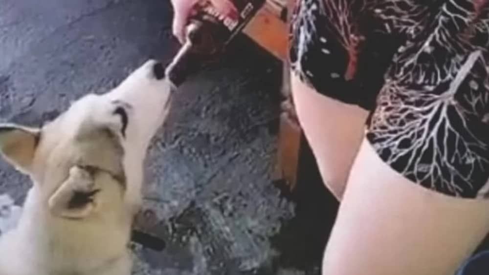 Mulher é multada em R$3 mil por dar cerveja a cachorro no interior de SP 