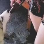 Mulher é multada em R$3 mil por dar cerveja a cachorro no interior de SP