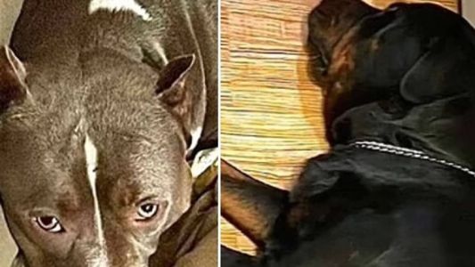 Cruzamento entre Pitbull e Rottweiler gera o 'Pitweiler'