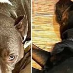 Ator cruza Pitbull e Rottweiler e vídeo com o resultado tem milhões de visualizações: ‘Pitweiler’