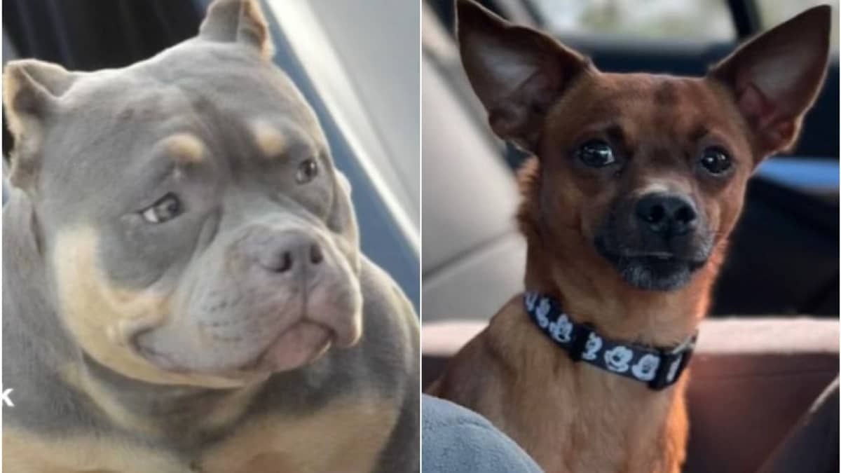 Vídeo: chihuahua cruza com american bully e resultado viraliza na internet