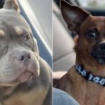 Vídeo: chihuahua cruza com american bully e resultado viraliza na internet