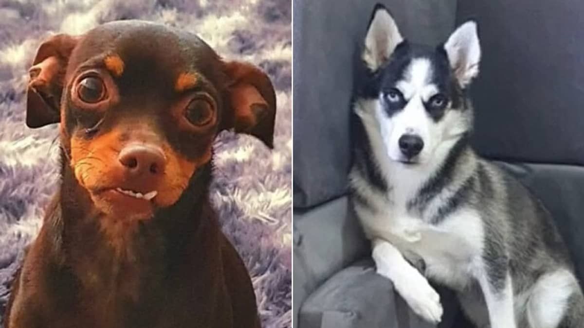 Vídeo: pinscher engravida de husky siberiano e filhotes nascem com olhos azuis