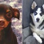 Vídeo: pinscher engravida de husky siberiano e filhotes nascem com olhos azuis