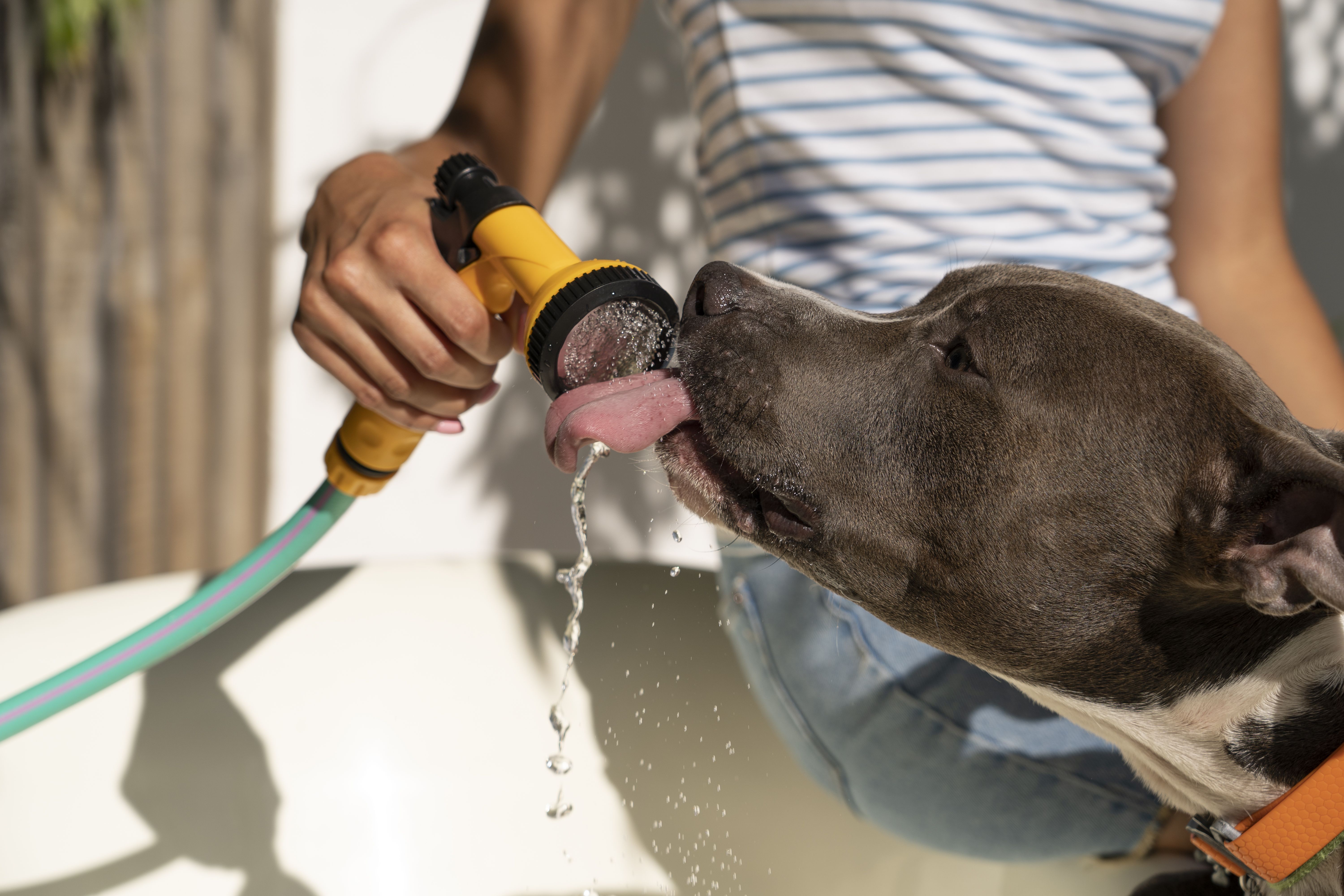 Especialista alerta para cuidados com animais de estimação nesta época do ano
