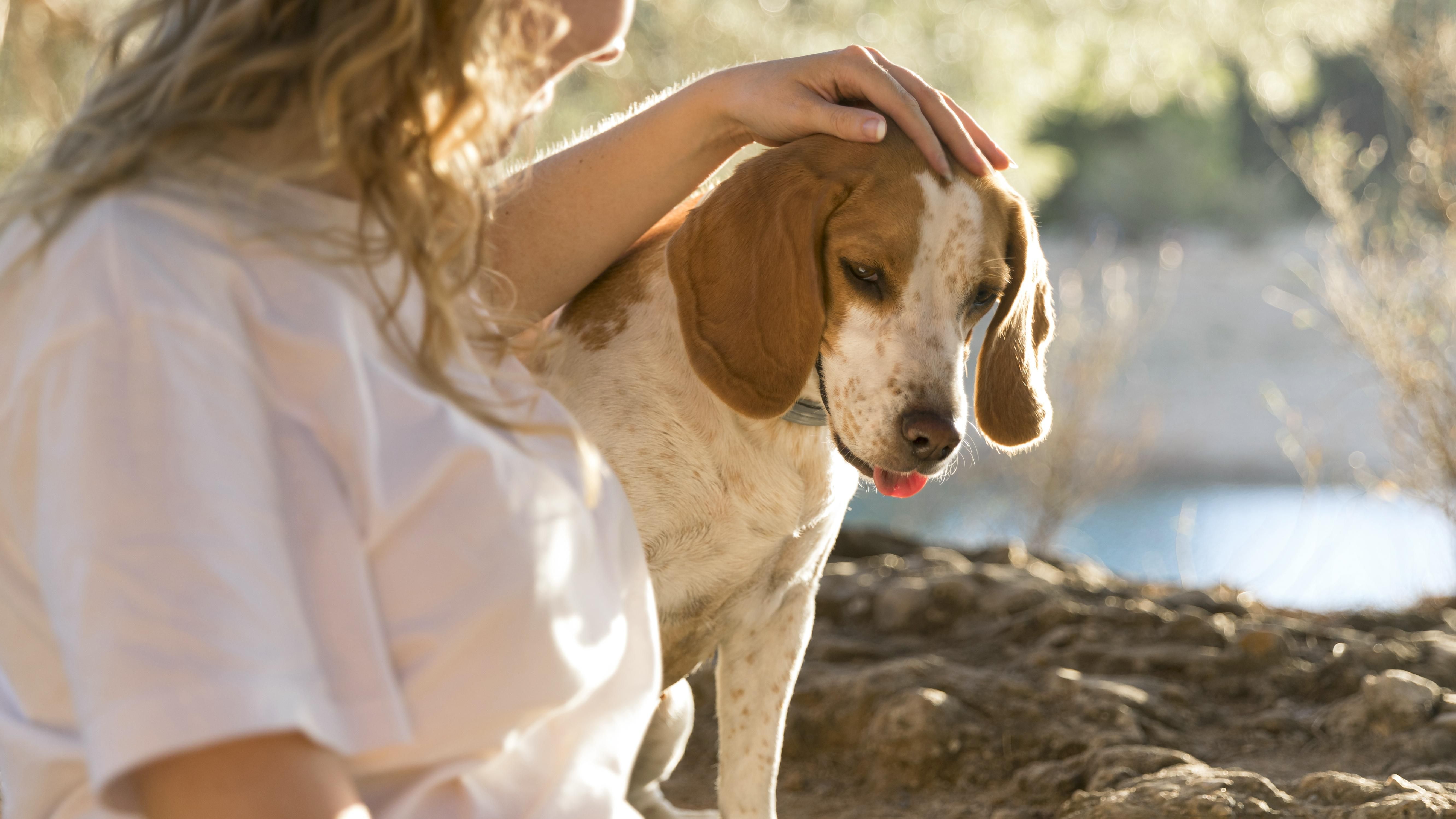 Tempo seco: confira recomendações para cuidar dos pets durante o período de estiagem
