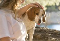 Acidentes com pets estão entre as principais causas de lesões infantis no Brasil