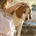 Tempo seco: confira recomendações para cuidar dos pets durante o período de estiagem