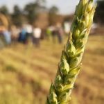 Estado distribui sementes de trigo MGS Brilhante para alimentação de bovinos leiteiros