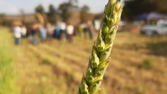 Cultivar de trigo MGS Brilhante foi lançada em 2005