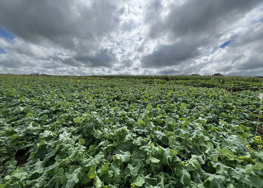 Primeiras cultivares híbridas de canola adaptadas ao clima brasileiro será criada em parceria com a Embrapa