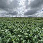 Primeiras cultivares híbridas de canola adaptadas ao clima brasileiro será criada em parceria com a Embrapa