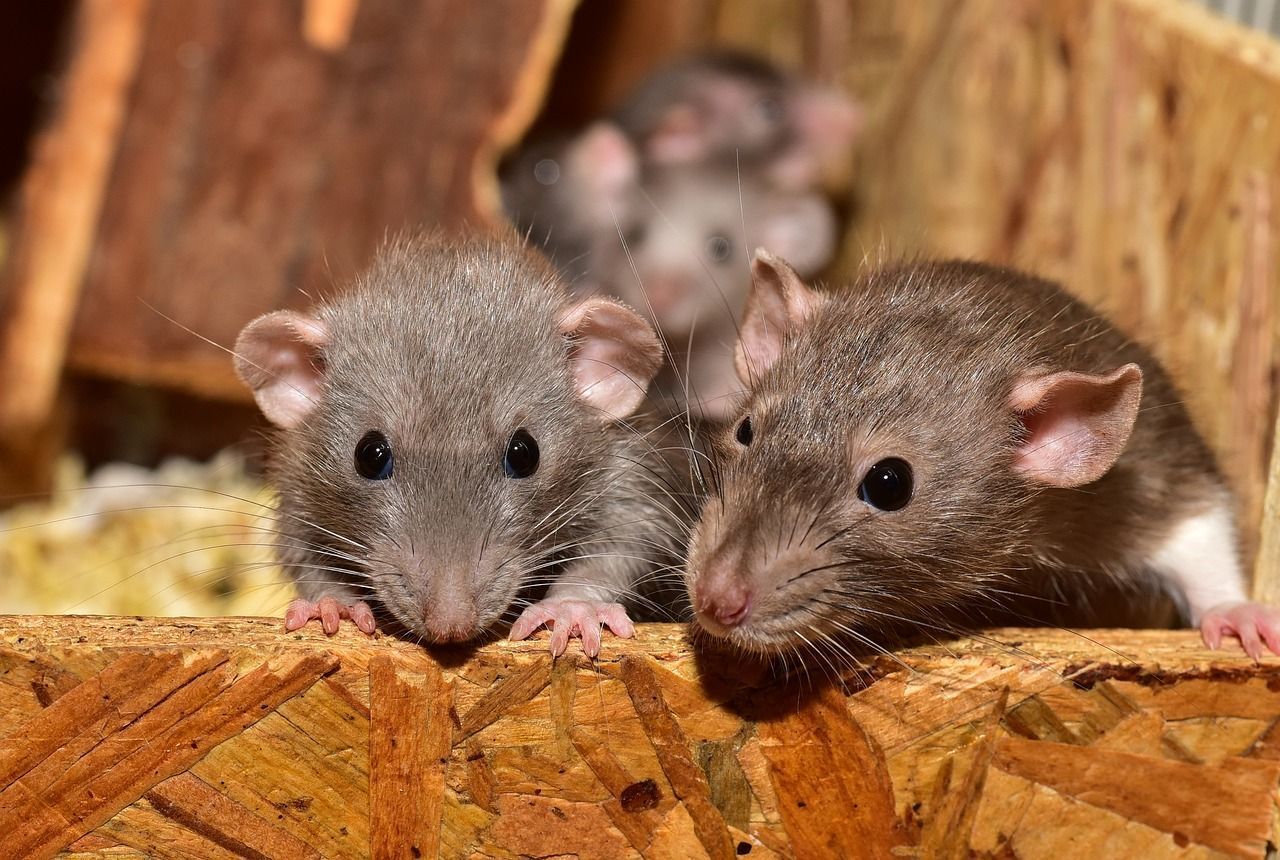 Cientistas criam camundongos com dois pais machos; entenda