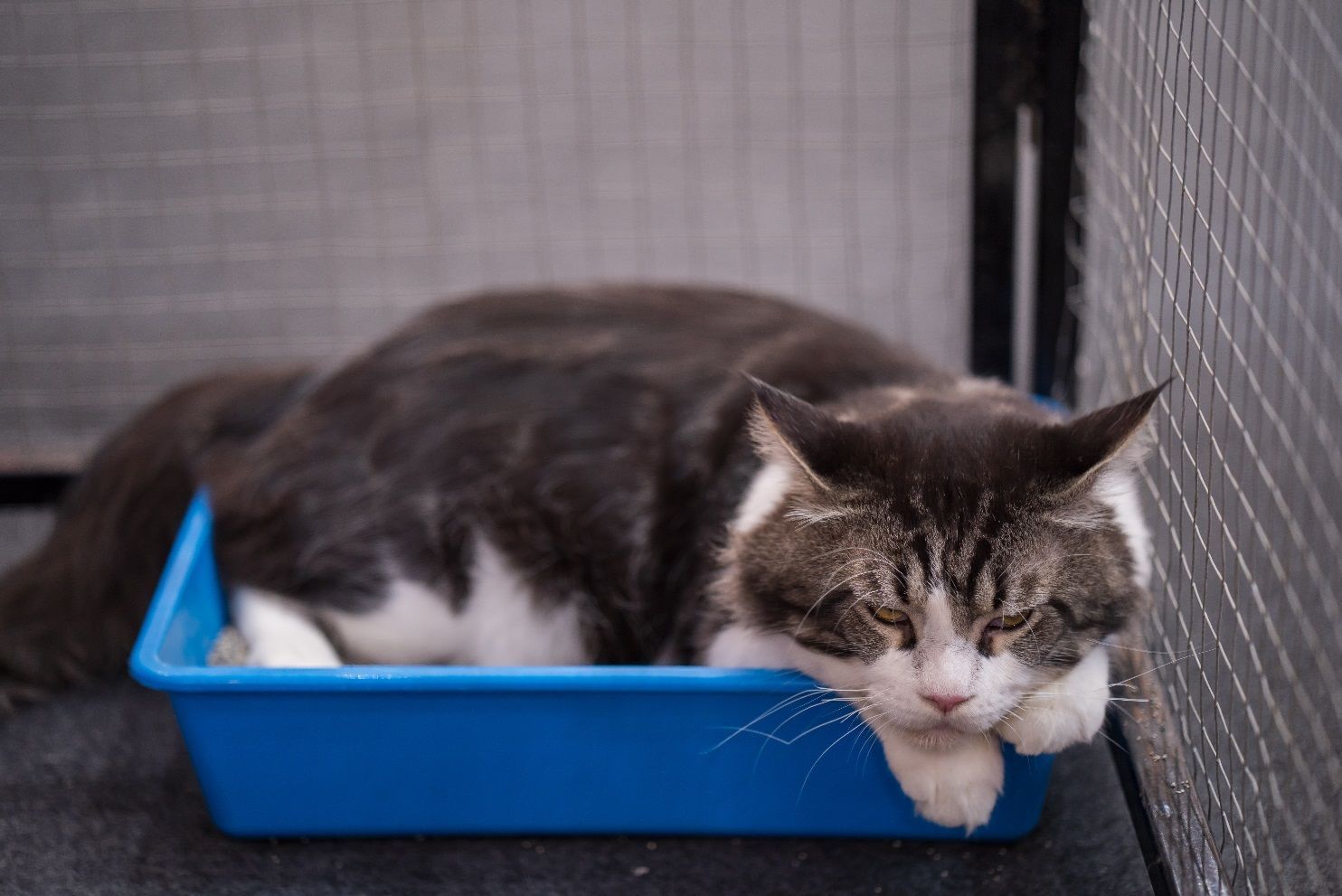 Por que os gatos espalham areia para fora da caixa? Entenda