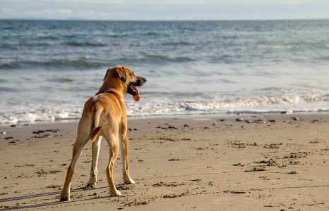 Como afirma o CFMV, a saúde única (humana, animal e ambiental) é indissociável: cuidar da higiene do seu cão na praia é cuidar da saúde de todos os banhistas