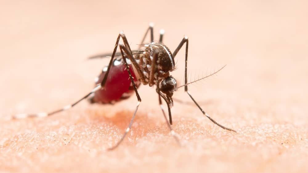 BH corre risco de ter surto de dengue, zika e chikungunya; veja índices 