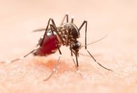 Minas divulga primeiro levantamento de infestação do Aedes aegypti em 2026