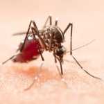 BH corre risco de ter surto de dengue, zika e chikungunya; veja índices