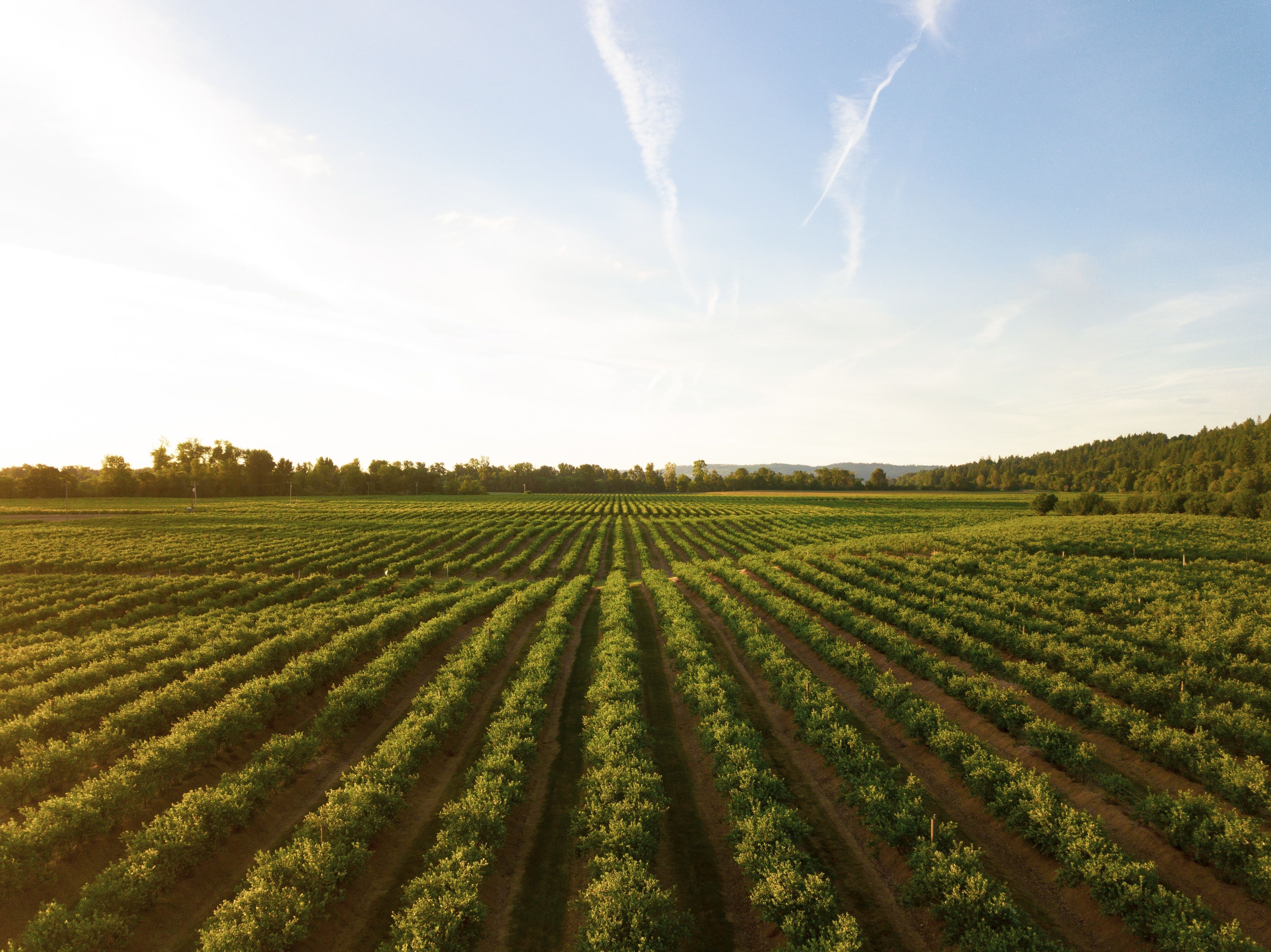 COP 30: seminário debate estratégias para o agro mineiro sustentável
