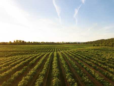 Tarifaço: CNA teme impacto “crítico“ ou “alto“ para 19 produtos do agro | CNN Brasil