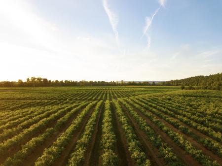 Tarifaço: CNA teme impacto “crítico“ ou “alto“ para 19 produtos do agro | CNN Brasil