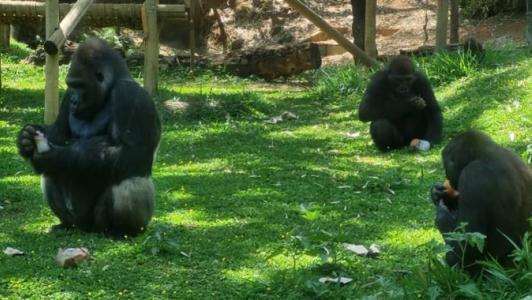 Equipes preparam ações para garantir o bem-estar e saúde dos animais