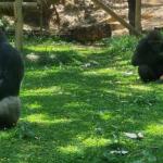 Zoo de BH oferece 'picolés' para refrescar animais no calor