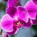 Homem é condenado a indenizar vizinha em R$ 76 mil após destruir orquidário