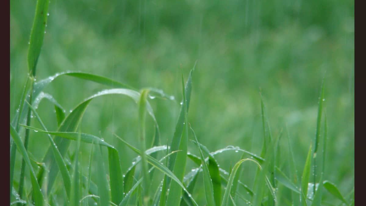 Uso da água da chuva por produtores rurais tem regras regidas por lei; saiba quais são