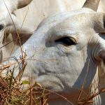 Motociclista que atropelou boi em rodovia deve ser indenizado em R$15 mil em Minas
