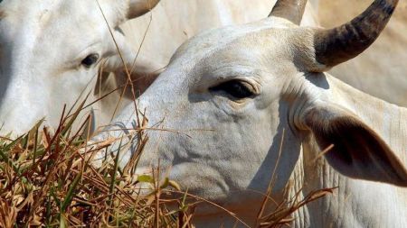 Decisão foi publicada no site do TJMG nessa quarta (23)