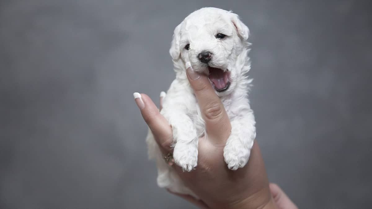 Veterinário terá que indenizar tutora em R$ 16 mil após morte de três cães em Minas 